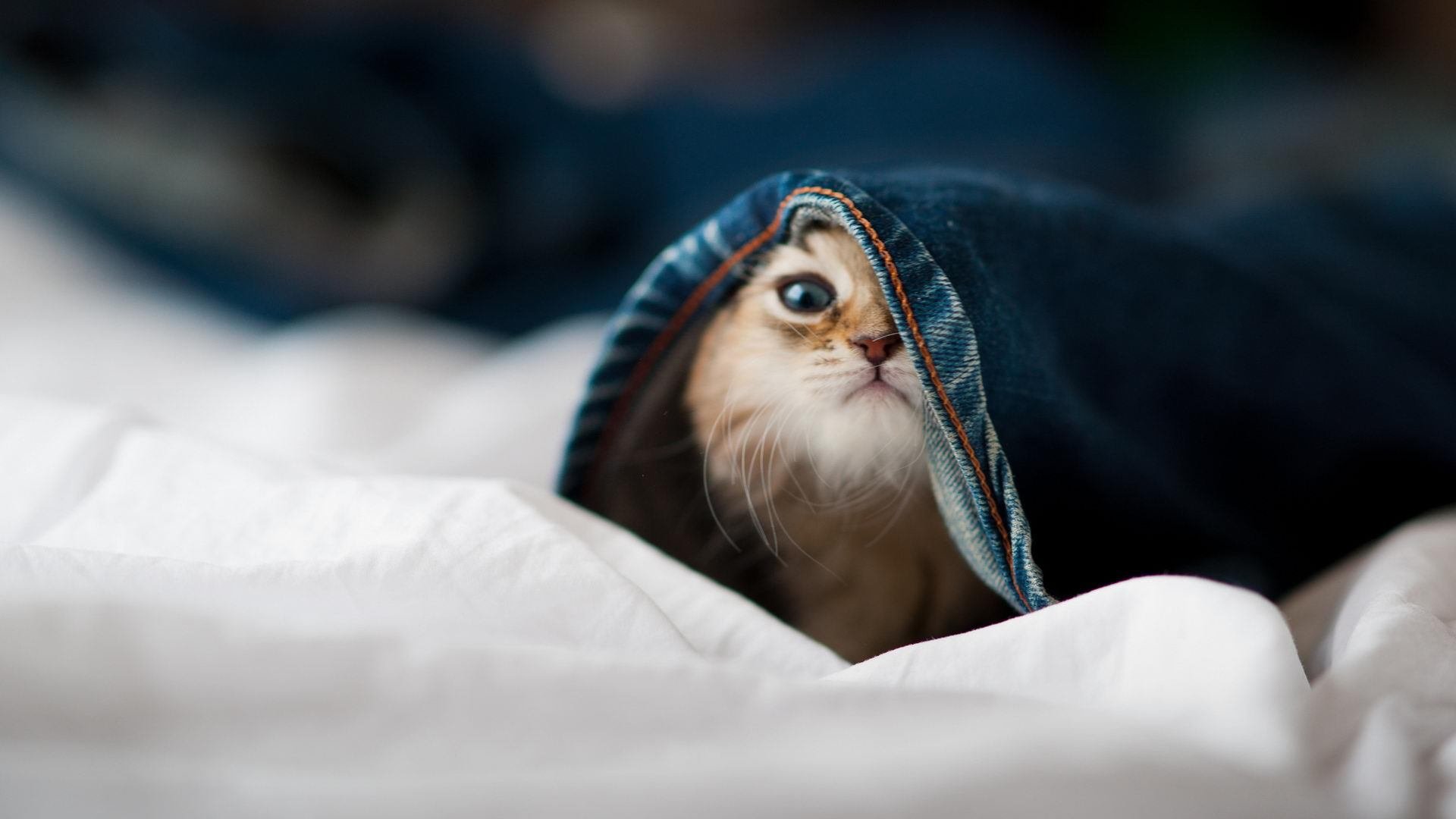 九游(jiuyou)官方网站-健康足球理念深入人心，校园体育生活面貌持续改善，校园足球的理念