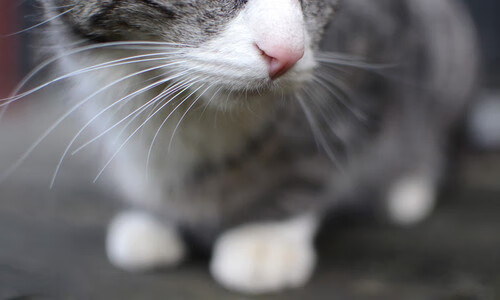 9游电竞资讯-大型户外飞盘接力赛，团队合作的极限挑战，户外活动飞盘玩法